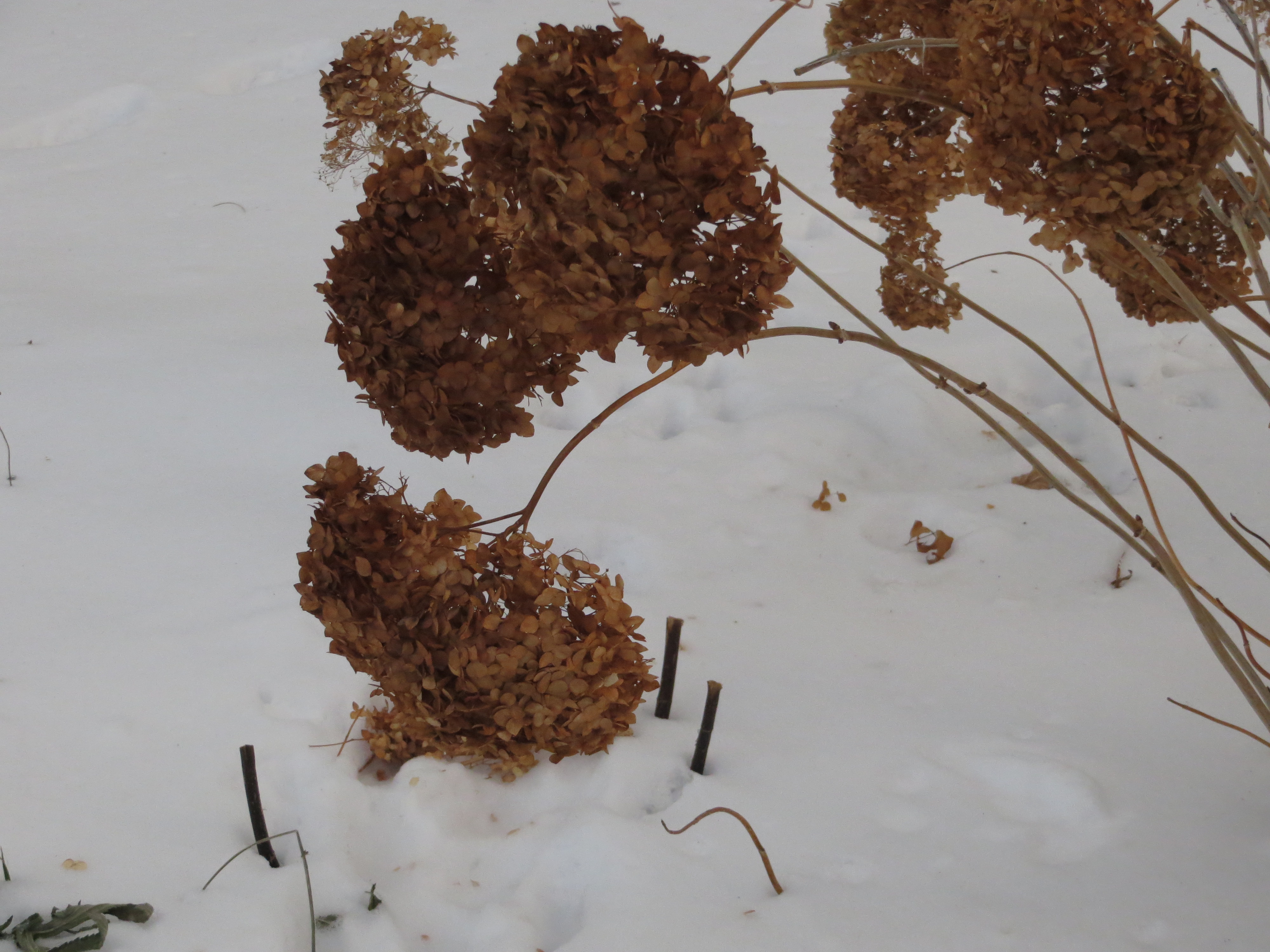 Snow hydrangeas