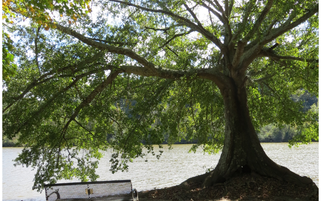Stepping into the Story: Friends of the Blind Man at Bethsaida